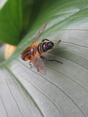 Helophilus eristaloidea