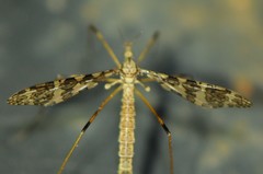 Epiphragma