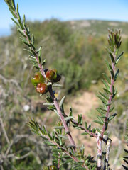 Phylica stenopetala stenopetala