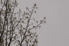 Spinus tristis tristis