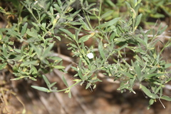 Justicia spartioides