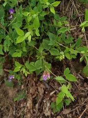 Lathyrus laxiflorus