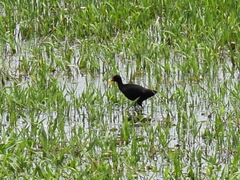 Jacana jacana