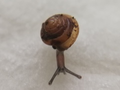 Kaliella