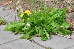 Taraxacum