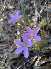 Oxalis polyphylla pentaphylla