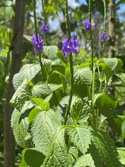 Stachytarpheta urticifolia