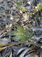 Oxalis polyphylla pentaphylla