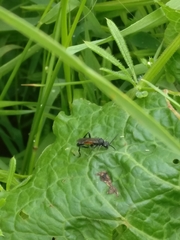 Macrophya annulata