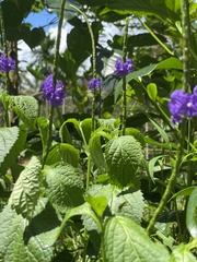 Stachytarpheta urticifolia