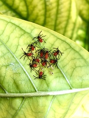 Phthiacnemia picta