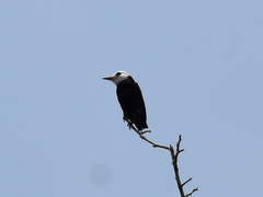 Arundinicola leucocephala