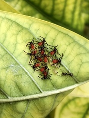 Phthiacnemia picta