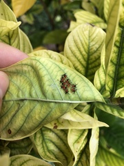 Phthiacnemia picta