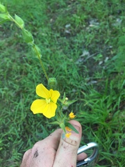 Ludwigia hirtella