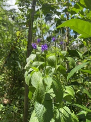 Stachytarpheta urticifolia