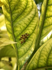 Phthiacnemia picta