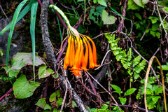 Cyrtanthus epiphyticus