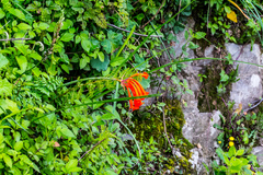 Cyrtanthus epiphyticus