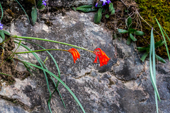 Cyrtanthus epiphyticus