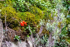 Cyrtanthus epiphyticus