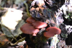 Tubaria punicea