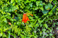 Cyrtanthus epiphyticus