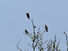 Arundinicola leucocephala