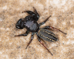 Metacyrba taeniola