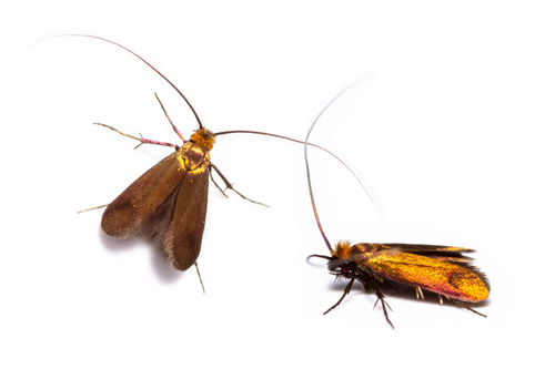 Cauchas rufimitrella