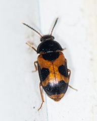 Mycetophagus punctatus