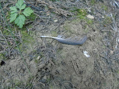 Columba livia domestica
