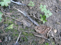 Columba livia domestica