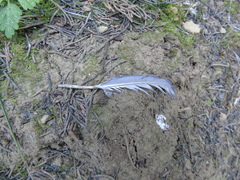 Columba livia domestica
