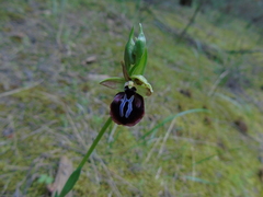 Ophrys