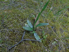 Ophrys