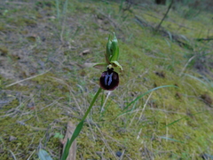 Ophrys