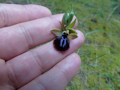 Ophrys