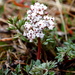 Lomatium canbyi - Photo (c) Five Acre Geographic, alguns direitos reservados (CC BY-ND)