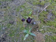 Ophrys mammosa