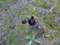 Ophrys mammosa