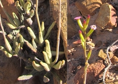 Adromischus filicaulis