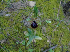 Ophrys