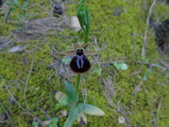 Ophrys