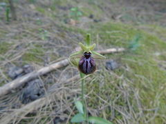 Ophrys mammosa