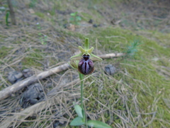 Ophrys mammosa