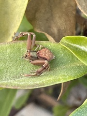 Thomisidae