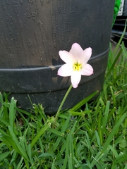 Zephyranthes carinata