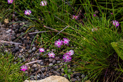 Delosperma lavisiae