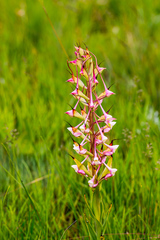 Disa cooperi